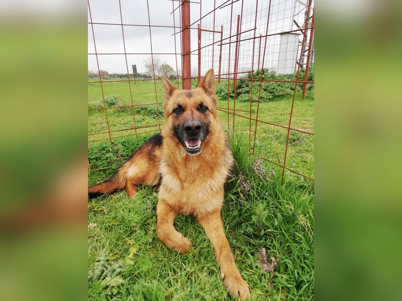Schäferhunden Doro sucht ab November ein zu Hause oder eine Pflegestelle