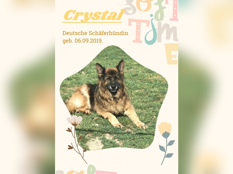 Crystal – liebevolle Schäferhündin sucht trotz HD ein Zuhause fürs Leben