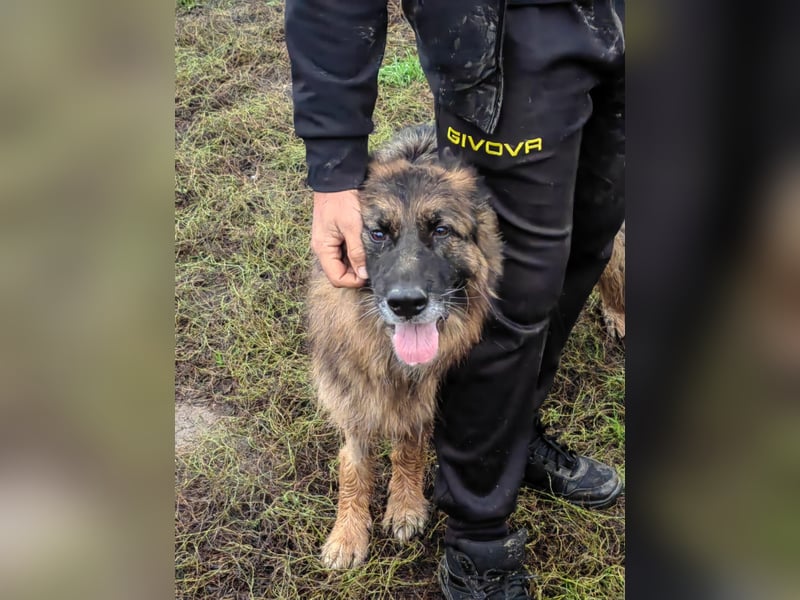Crystal – liebevolle Schäferhündin sucht trotz HD ein Zuhause fürs Leben