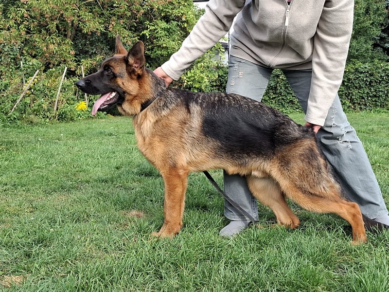 Wunderschöne Deutsche Schäferhund-Rüden, 8 Monate alt