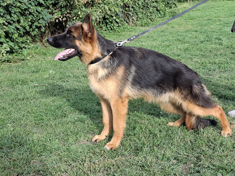 Wunderschöne Deutsche Schäferhund-Rüden, 8 Monate alt