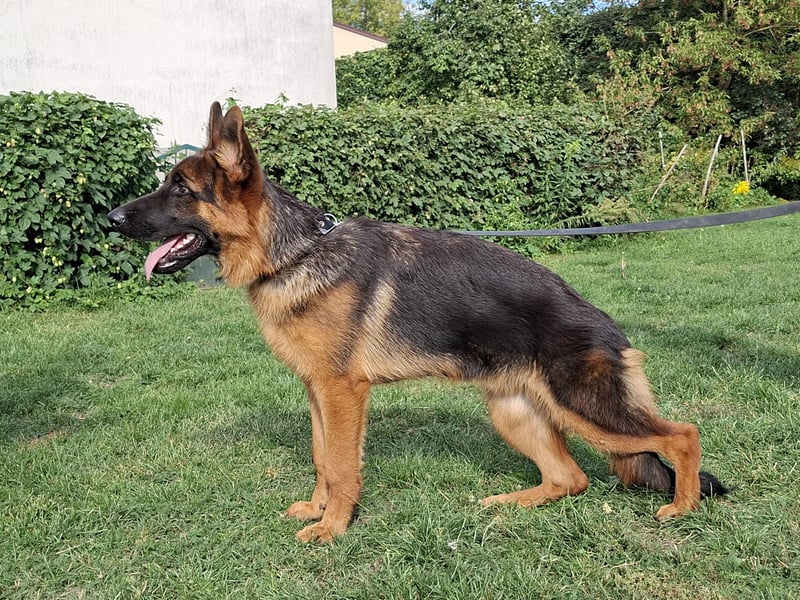 Wunderschöne Deutsche Schäferhund-Rüden, 8 Monate alt