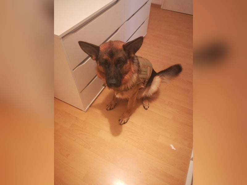 Deutscher Schäferhund