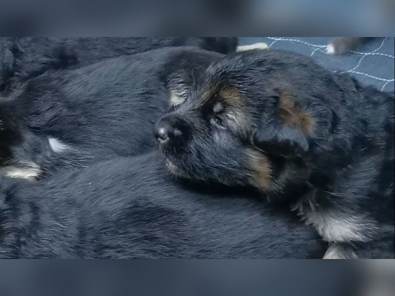 Schäferhundwelpen-Reinrassig (LstH mit SV Papiere)