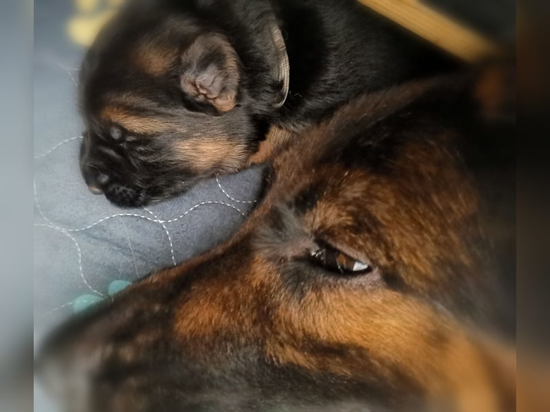 Schäferhundwelpen-Reinrassig (LstH mit SV Papiere)