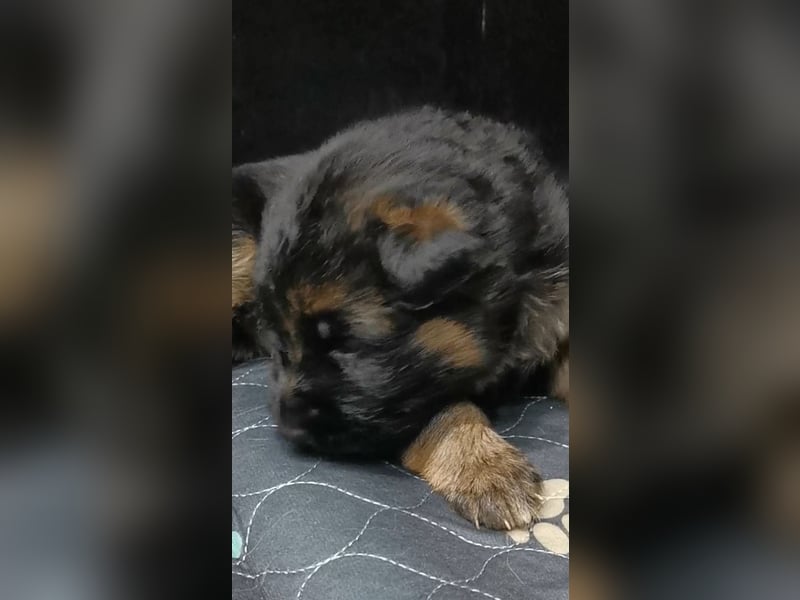 Schäferhundwelpen-Reinrassig (LstH mit SV Papiere)
