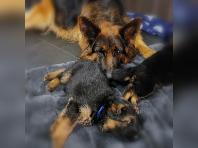 Schäferhundwelpen-Reinrassig (LstH mit SV Papiere)