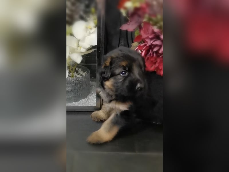 Schäferhundwelpen-Reinrassig (LstH mit SV Papiere)