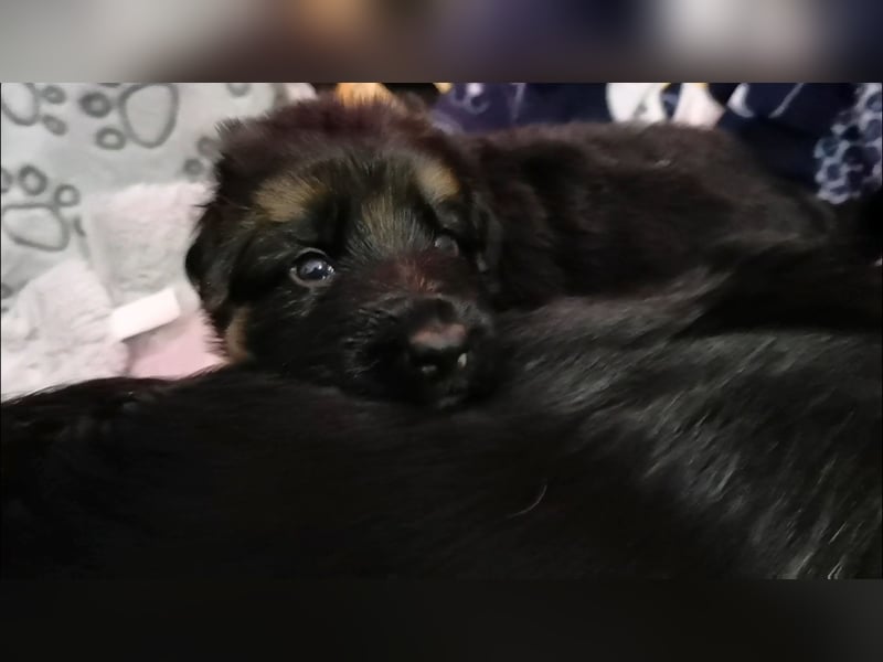 Schäferhundwelpen-Reinrassig (LstH mit SV Papiere)