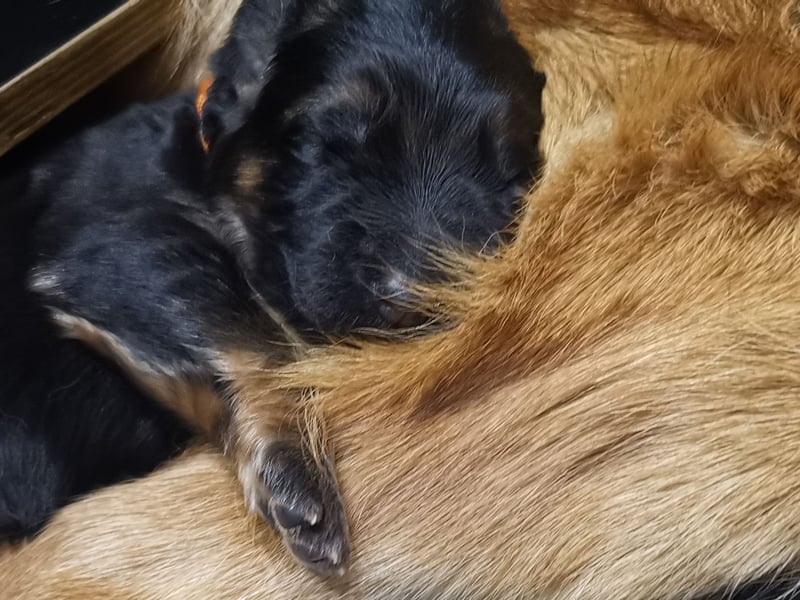 Schäferhundwelpen-Reinrassig (LstH mit SV Papiere)