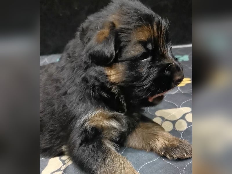 Schäferhundwelpen-Reinrassig (LstH mit SV Papiere)