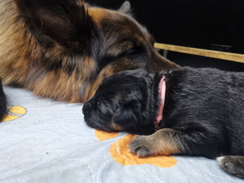 Schäferhundwelpen-Reinrassig (LstH mit SV Papiere)