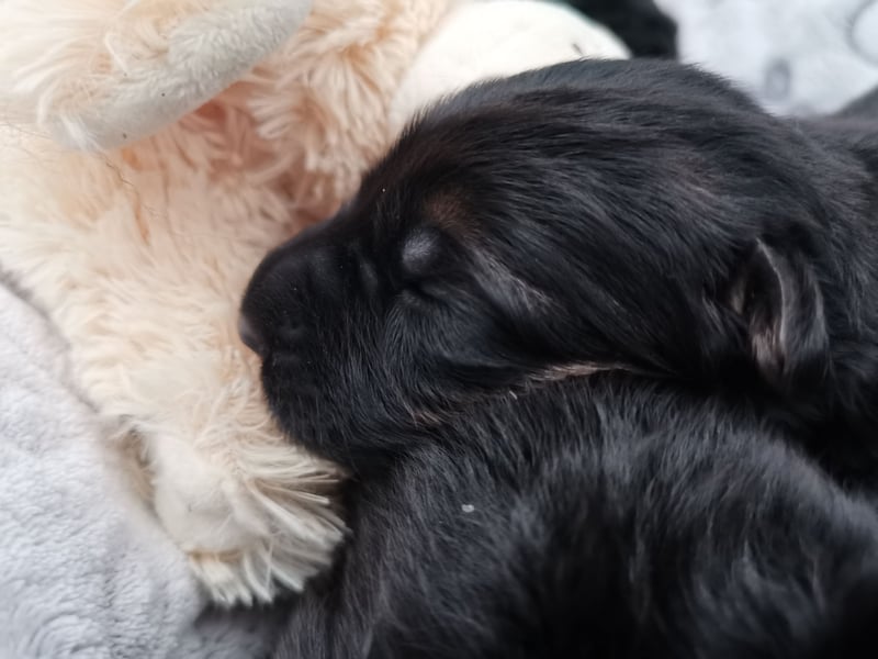 Schäferhundwelpen-Reinrassig (LstH mit SV Papiere)