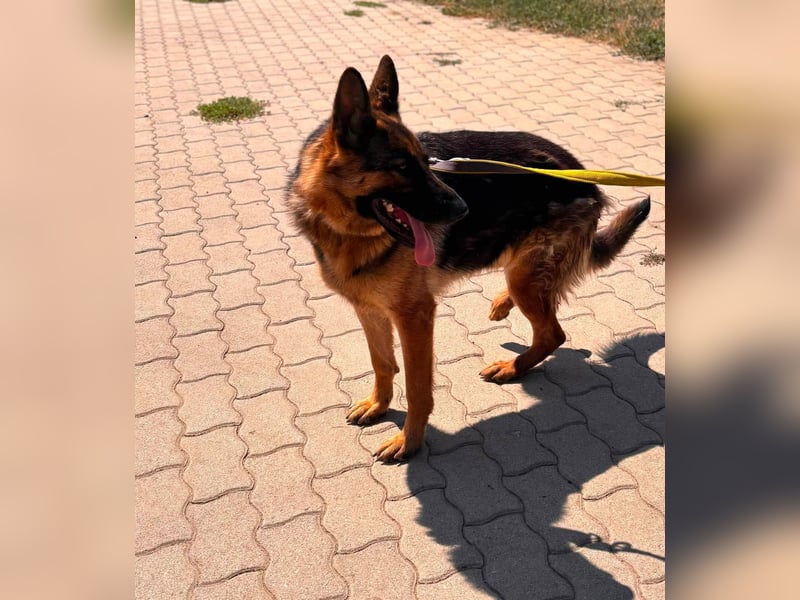 Luna, bildhübscher Deutscher Schäferhund mit Ausbrecher Potential geb.06/2024