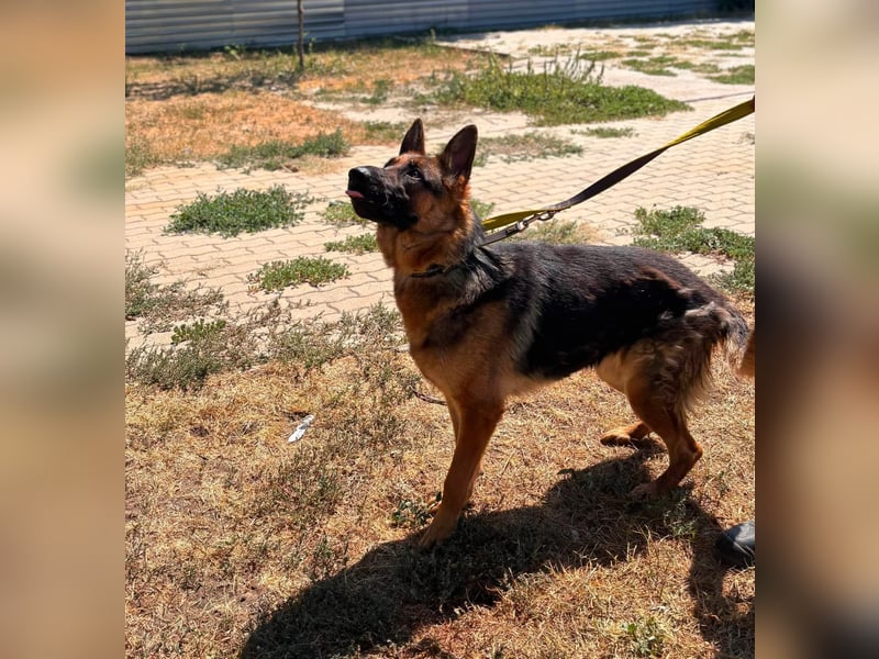 Luna, bildhübscher Deutscher Schäferhund mit Ausbrecher Potential geb.06/2024