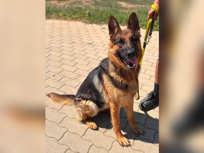 Luna, bildhübscher Deutscher Schäferhund mit Ausbrecher Potential geb.06/2024