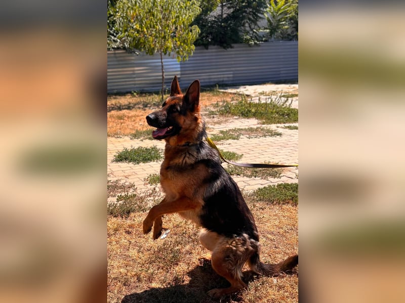 Luna, bildhübscher Deutscher Schäferhund mit Ausbrecher Potential geb.06/2024