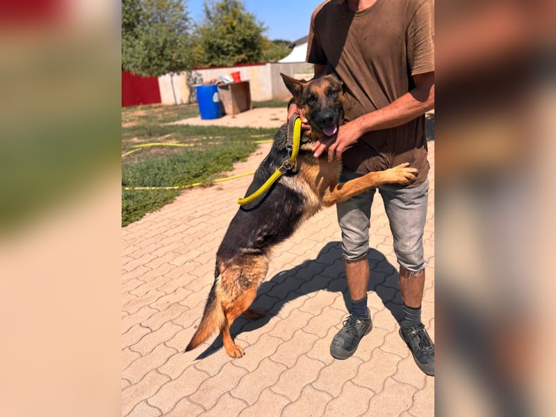 Luna, bildhübscher Deutscher Schäferhund mit Ausbrecher Potential geb.06/2024