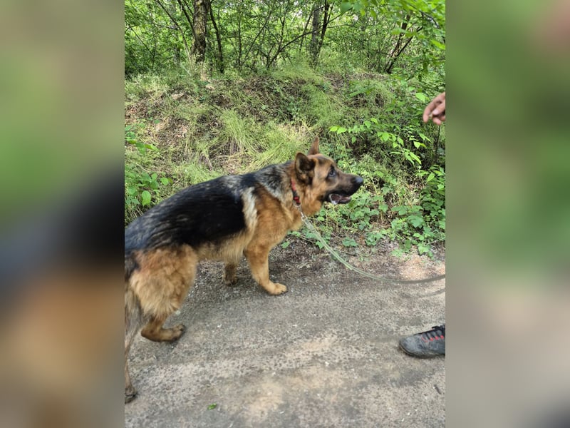 Zigi, freundlicher Deutscher Schäferhund geb. 03/2025
