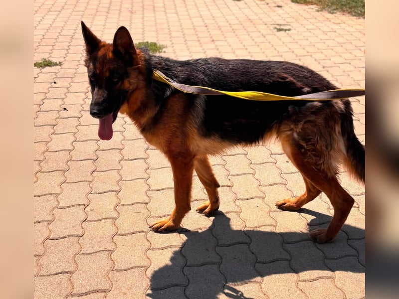 Luna, bildhübscher Deutscher Schäferhund mit Ausbrecher Potential geb.06/2024