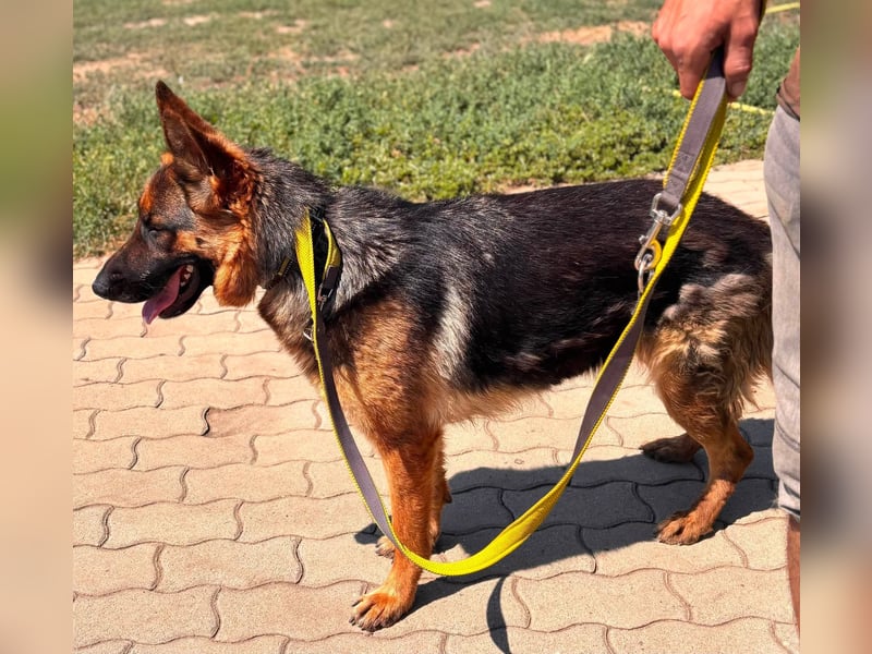 Luna, bildhübscher Deutscher Schäferhund mit Ausbrecher Potential geb.06/2024