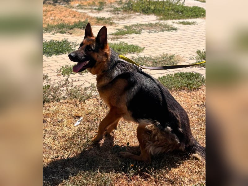 Luna, bildhübscher Deutscher Schäferhund mit Ausbrecher Potential geb.06/2024