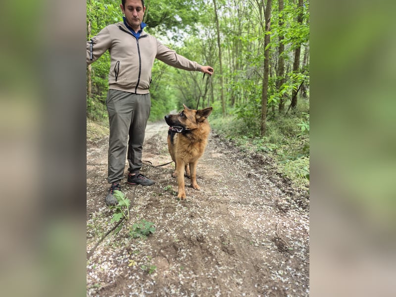 Zigi, freundlicher Deutscher Schäferhund geb. 03/2025