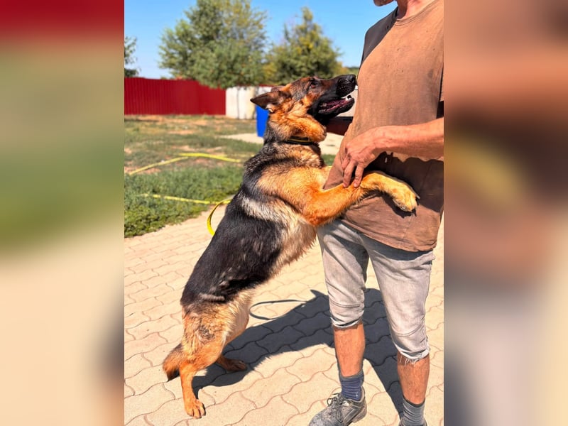 Luna, bildhübscher Deutscher Schäferhund mit Ausbrecher Potential geb.06/2024