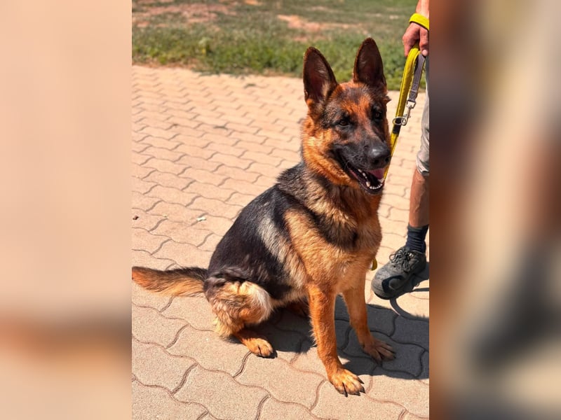 Luna, bildhübscher Deutscher Schäferhund mit Ausbrecher Potential geb.06/2024