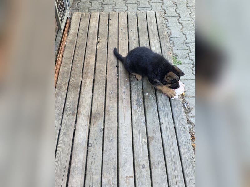 Schaferhund-Rüde sucht neue Zuhause