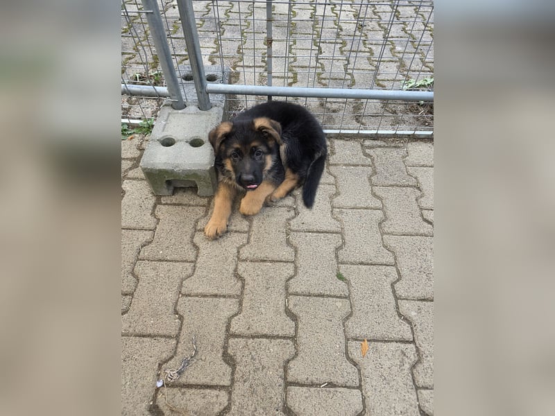 Schaferhund-Rüde sucht neue Zuhause
