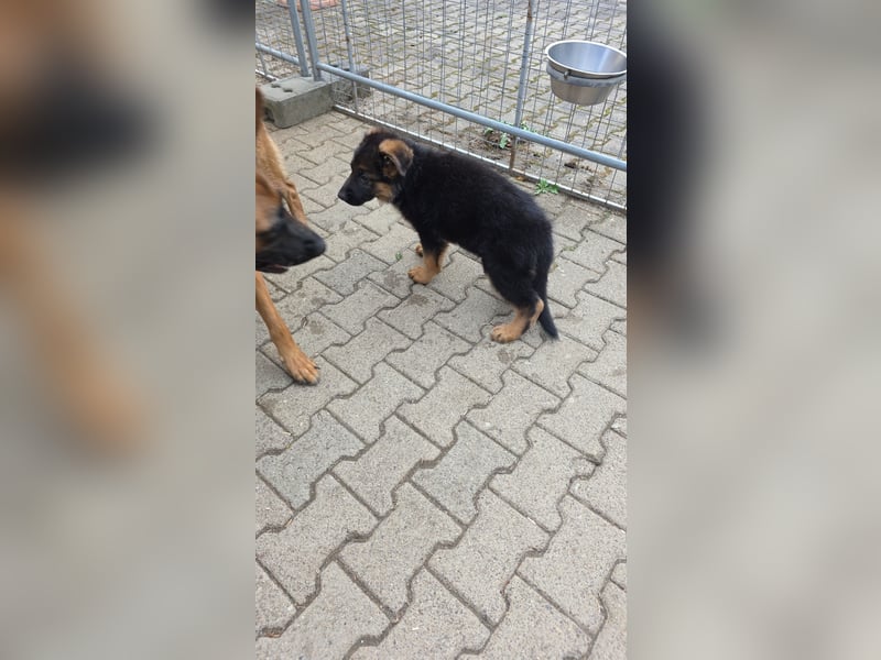 Schaferhund-Rüde sucht neue Zuhause