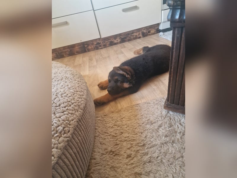 Schaferhund-Rüde sucht neue Zuhause