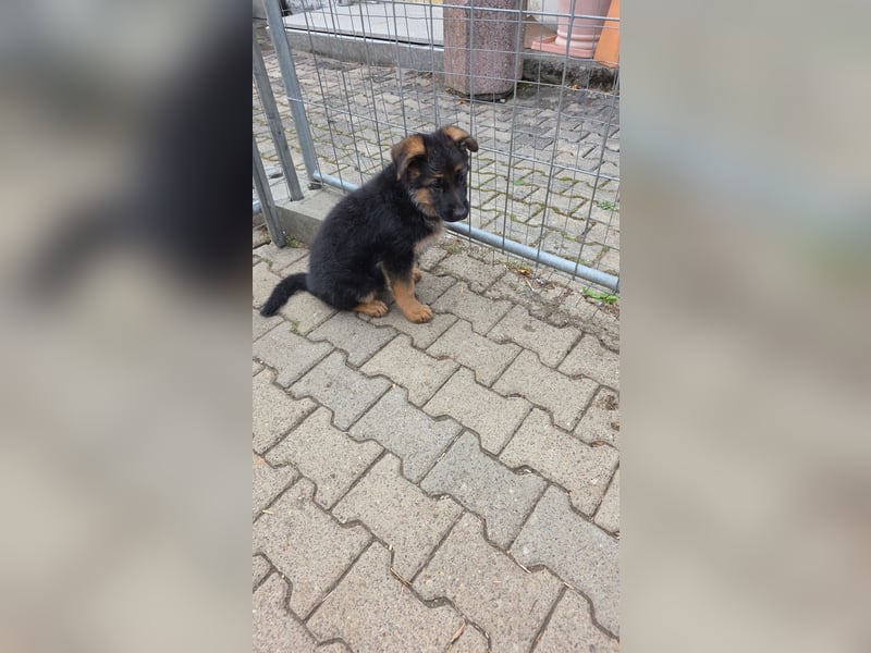 Schaferhund-Rüde sucht neue Zuhause