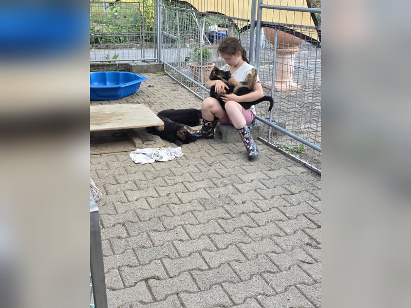 Schaferhund-Rüde sucht neue Zuhause