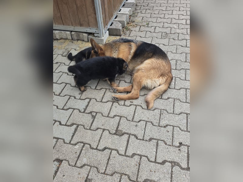 Schäferhundewelpe Rüde