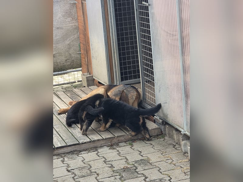 Schäferhundewelpe Rüde