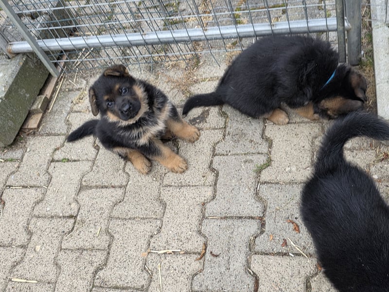 Schäferhundewelpe Rüde
