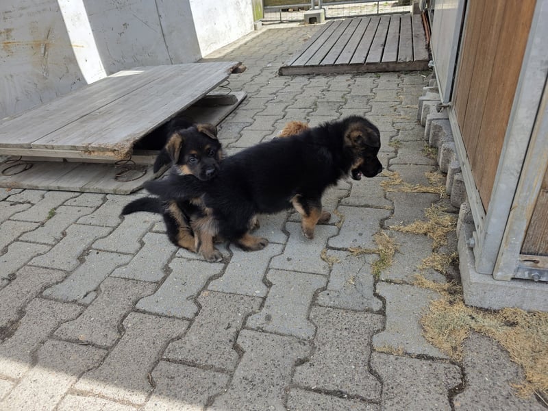 Schäferhundewelpe Rüde