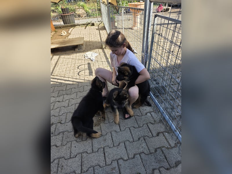 Schaferhund-Rüde sucht neue Zuhause