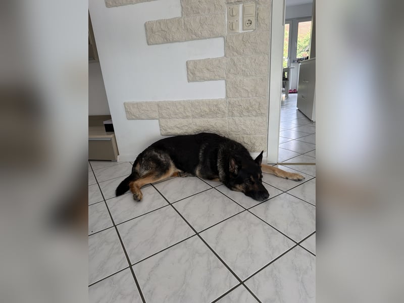 Deutscher Schäferhund Charly sucht ein neues Zuhause