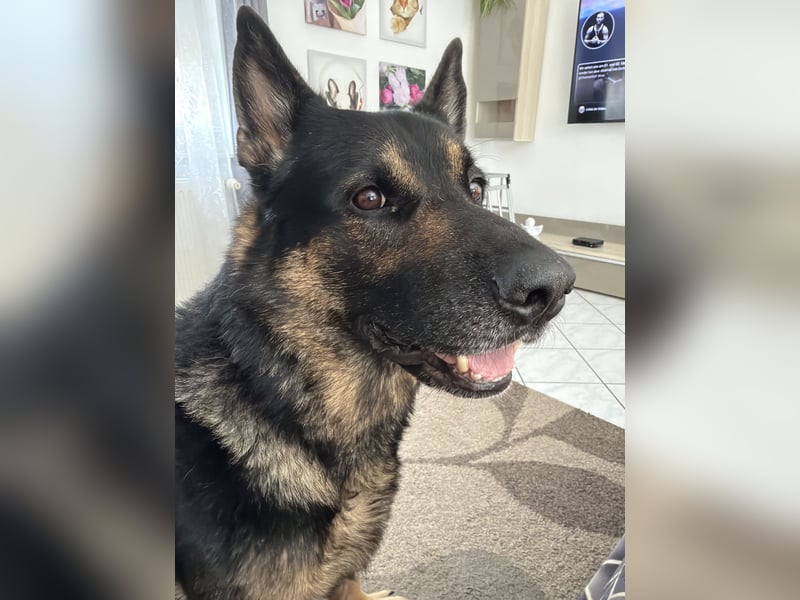 Deutscher Schäferhund Charly sucht ein neues Zuhause