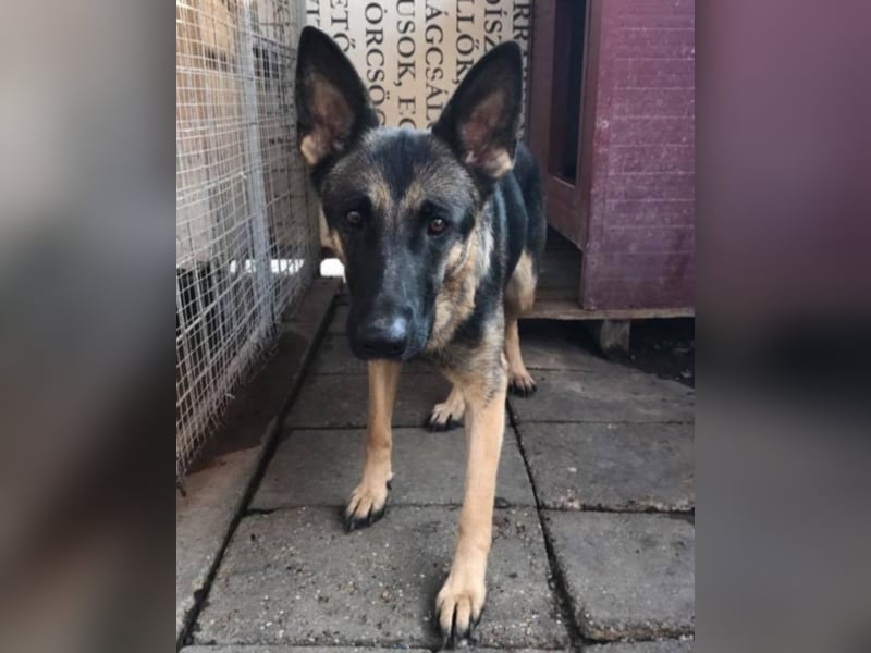 Wer gibt Leya eine Chance