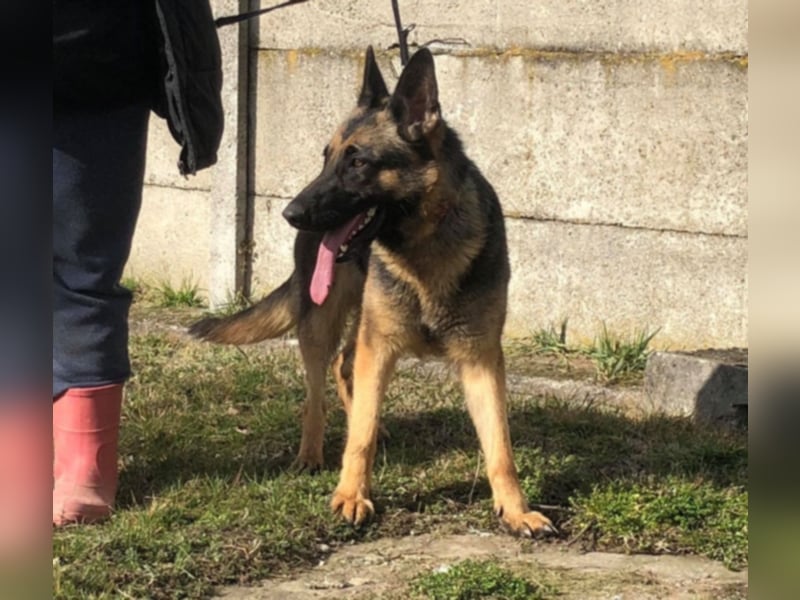 Wer gibt Leya eine Chance