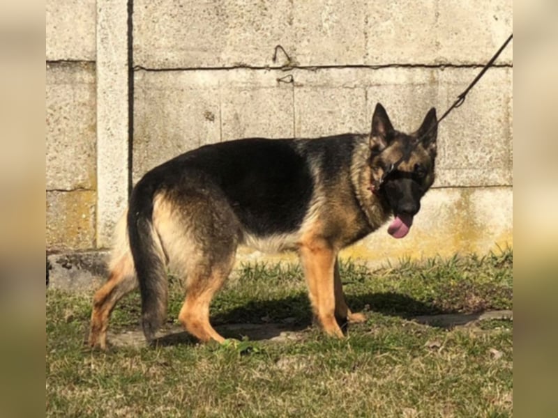 Wer gibt Leya eine Chance