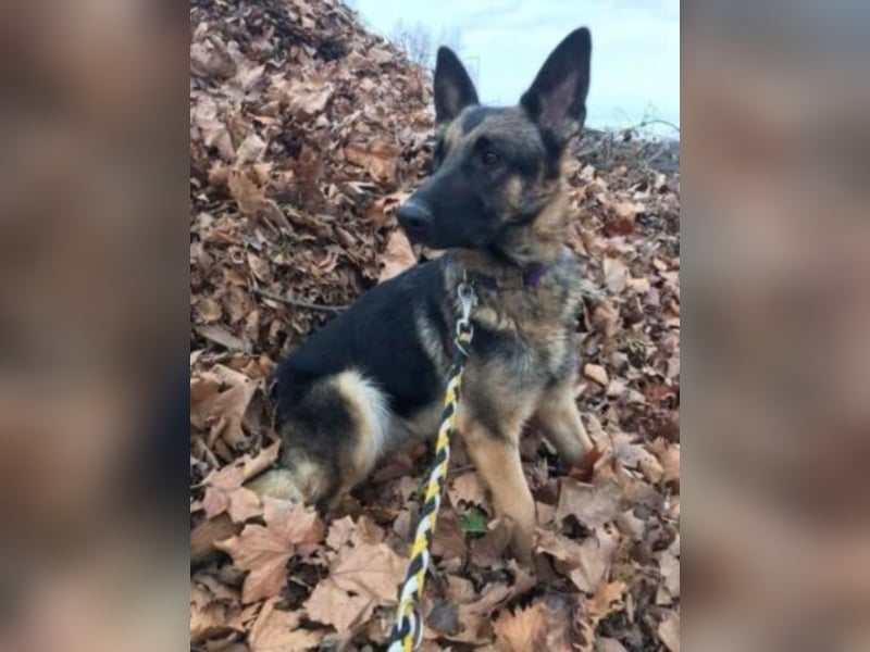 Wer gibt Leya eine Chance