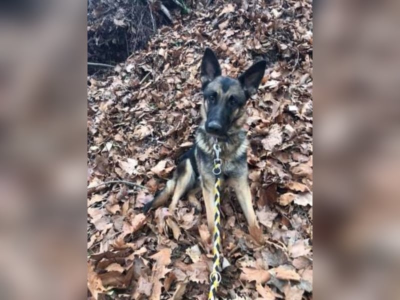 Wer gibt Leya eine Chance