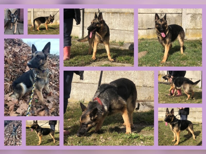 Wer gibt Leya eine Chance