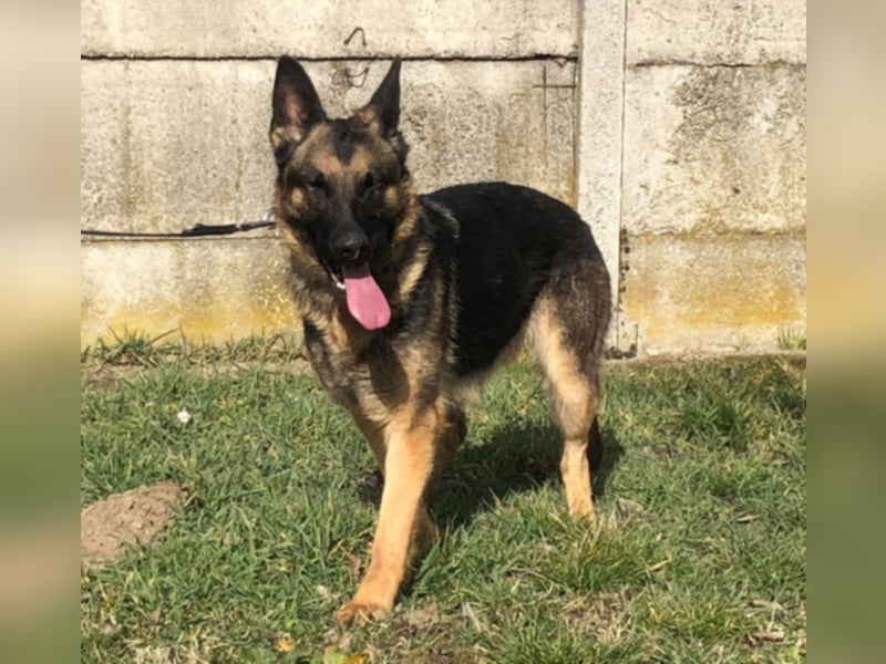 Wer gibt Leya eine Chance