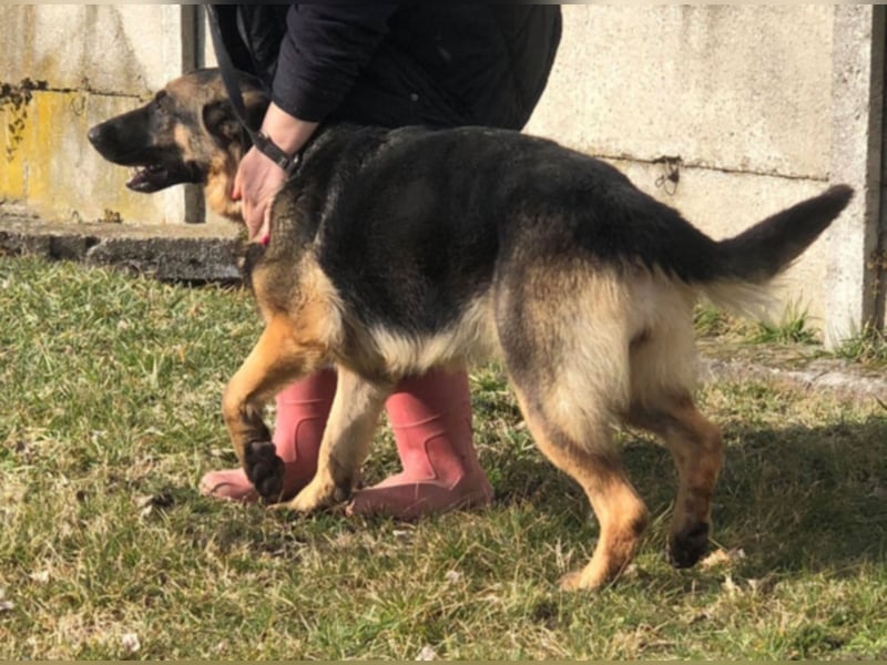 Wer gibt Leya eine Chance